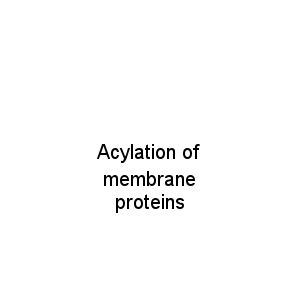 Acylation of membrane proteins